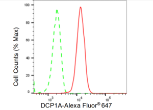 KD-Validated Anti DCP1A Antibody, clone 23GB5150, Rabbit Monoclonal clone 23GB5150, recombinant rabbit monoclonal, expressed in HEK293 cells