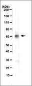 Anti-Bin1, clone 99D (Ascites Free) Antibody clone 99D, 1 mg/mL, from mouse