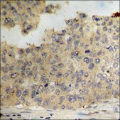 Anti-phospho-p300 (pSer89) antibody produced in rabbit affinity isolated antibody