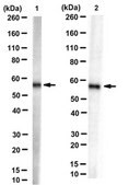 Anti-3-PGDH Antibody, clone TK-08 13A8 clone TK-08 13A8, from mouse