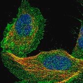 Anti-DCBLD2 antibody produced in rabbit Prestige Antibodies® Powered by Atlas Antibodies, affinity isolated antibody, buffered aqueous glycerol solution