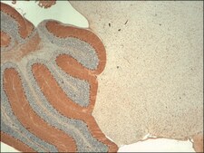 Monoclonal Anti-ITPR1 antibody produced in mouse clone S24-18, 1 mg/mL, purified immunoglobulin