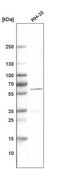 Monoclonal Anti-DES antibody produced in mouse Prestige Antibodies® Powered by Atlas Antibodies, clone CL4501, purified immunoglobulin
