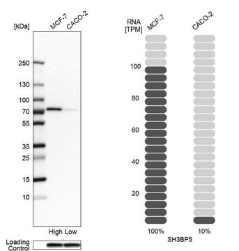Anti-SH3BP5 antibody produced in rabbit Prestige Antibodies® Powered by Atlas Antibodies, affinity isolated antibody, buffered aqueous glycerol solution