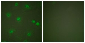 Anti-MEF2A antibody produced in rabbit affinity isolated antibody