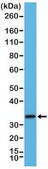 Anti-Syntaxin-1A antibody, Rabbit monoclonal recombinant, expressed in HEK 293 cells, clone RM367, purified immunoglobulin