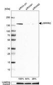 Anti-LRPPRC antibody produced in rabbit Prestige Antibodies® Powered by Atlas Antibodies, affinity isolated antibody, buffered aqueous glycerol solution
