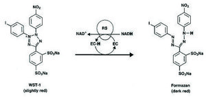Cell Proliferation Reagent WST-1 suitable for protein quantification, suitable for cell analysis, detection, solution
