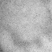 InP/ZnS quantum dots stabilized with oleylamine ligands, fluorescence λem 530 nm, 5 mg/mL in toluene