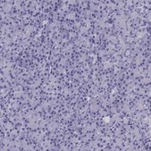 Anti-KCNF1 Prestige Antibodies® Powered by Atlas Antibodies, affinity isolated antibody