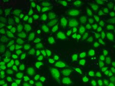 Anti-KDM1 antibody produced in rabbit