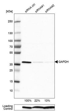 Anti-GAPDH antibody produced in rabbit Prestige Antibodies&#174; Powered by Atlas Antibodies, affinity isolated antibody, buffered aqueous glycerol solution