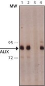 Monoclonal Anti-ALIX/PDCD6IP antibody produced in mouse clone ALIX-1, purified from hybridoma cell culture