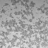 InP / ZnS量子点 stabilized with oleylamine ligands, fluorescence λem 590 nm, 5 mg/mL in toluene