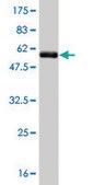 Monoclonal Anti-TAZ antibody produced in mouse clone 1B10, purified immunoglobulin, buffered aqueous solution