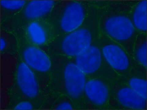 Anti-Pan-Cadherin antibody, Mouse monoclonal clone CH-19, purified from hybridoma cell culture