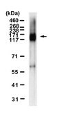 Anti-Mucin-2 Antibody, clone 2C8 ZooMAb® Rabbit Monoclonal recombinant, expressed in HEK 293 cells