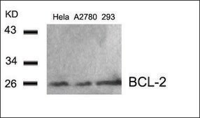 Anti-BCL2 (Ab-56) antibody produced in rabbit affinity isolated antibody