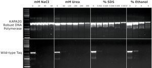 KAPA2G Robust HotStart ReadyMix 2 × ( contains 2 mM MgCl2 at 1×)