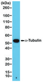 Anti-alpha-Tubulin antibody, Rabbit monoclonal recombinant, expressed in HEK 293 cells, clone RM113, purified immunoglobulin