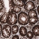 Monoclonal Anti-COX4I1 antibody produced in mouse Prestige Antibodies® Powered by Atlas Antibodies, clone CL3497, purified immunoglobulin, buffered aqueous glycerol solution