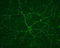 抗-囊泡谷氨酸转运体1抗体 clone 3C10.2, Chemicon®, from mouse