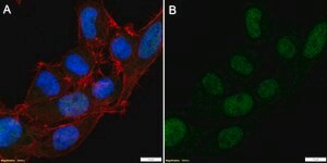 Anti-Cdc25A Antibody, clone 1M11 ZooMAb® Rabbit Monoclonal recombinant, expressed in HEK 293 cells