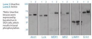 Anti-Phosphoserine Antibody, clone 4A4 (mouse IgG1) clone 4A4, Upstate®, from mouse