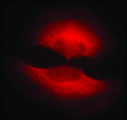 Anti-phospho-GSK3B (pSer9) antibody produced in rabbit affinity isolated antibody