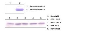 Anti-Histone H3.3 Antibody, clone 6C4A3 clone 6C4A3, 1 mg/mL, from rat