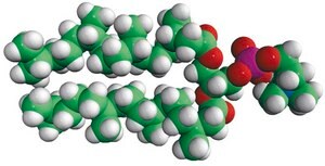 4ME 16:0 PC Avanti Research™ - A Croda Brand
