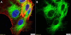 Anti-α Tubulin Antibody, clone 2F2 ZooMAb® Rabbit Monoclonal recombinant, expressed in HEK 293 cells