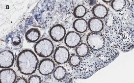 Anti-TATA Binding Protein Antibody, clone 5J13, ZooMAb® Rabbit Monoclonal recombinant, expressed in HEK 293 cells