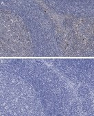 Anti-Caspase-3 Antibody, clone 3J16 , ZooMAb® Rabbit Monoclonal recombinant, expressed in HEK 293 cells