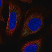 Anti-PLPP7 antibody produced in rabbit Prestige Antibodies® Powered by Atlas Antibodies, affinity isolated antibody