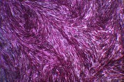 OsteoMAX-XF Differentiation Medium Defined Xeno-Free osteogenesis differentiation medium that is specially formulated to readily differentiate human mesenchymal stem cells (MSCs) into mature osteocytes as assessed by alizarin red &amp; alkaline phosphatase staining.
