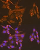 Anti-USP9X antibody produced in rabbit