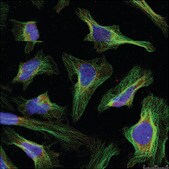 Anti-BCL2 (Ab-56) antibody produced in rabbit affinity isolated antibody