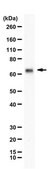 Anti-PTEN mono-ubiquitylated K13 from rabbit, purified by affinity chromatography