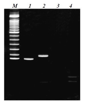 CpG WIZ&#8482; Prader-Willi/Angelman -Methylation specific PCR assay The CpG WIZ Prader-Willi/Angelman Amplification Kit is used for determining the methylation status of this region by methylation-specific PCR (MSP).
