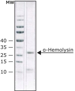 &#945;-Hemolysin from Staphylococcus aureus lyophilized powder, Protein ~60&#160;% by Lowry, &#8805;10,000&#160;units/mg protein