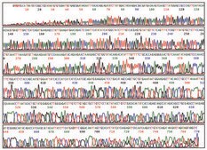 Capillary Electrophoresis Running Buffer (10x) for automated DNA sequencing
