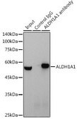 Anti-ALDH1A1 antibody produced in rabbit