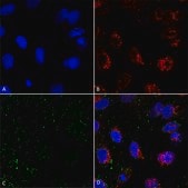 Monoclonal Anti-HSP70-R-Phycoerythrin antibody produced in mouse clone 1H11
