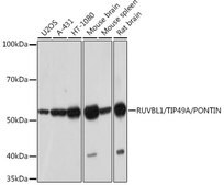 Anti-RUVBL1/TIP49A/PONTIN antibody produced in rabbit