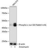 Anti-Phospho-c-Jun-S63 antibody produced in rabbit