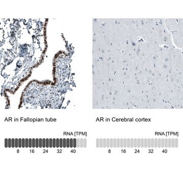 Monoclonal Anti-AR antibody produced in mouse Prestige Antibodies® Powered by Atlas Antibodies, clone CL9255, purified immunoglobulin, buffered aqueous glycerol solution