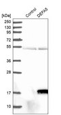 Anti-DEFA5 antibody produced in rabbit Prestige Antibodies® Powered by Atlas Antibodies, affinity isolated antibody, buffered aqueous glycerol solution