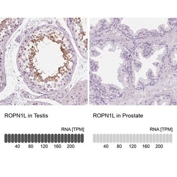 Anti-ROPN1L antibody produced in rabbit Prestige Antibodies® Powered by Atlas Antibodies, affinity isolated antibody, buffered aqueous glycerol solution