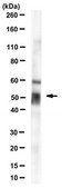 Anti-Arrestin-C Antibody, clone 7G6